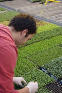 Quality Control for Young Plants