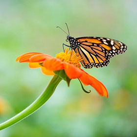 Monarch butterfly.