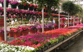 Colorful flowers in a greenhouse.