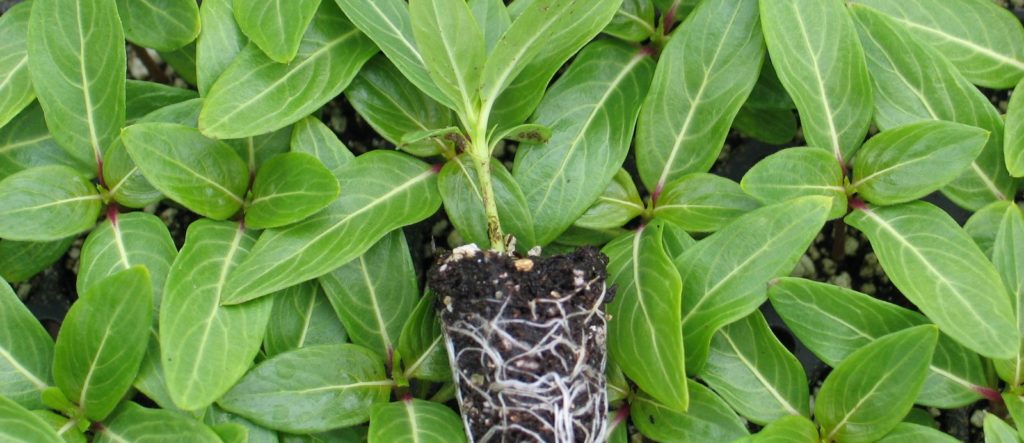 vinca tray 6-09