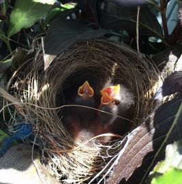Baby birds in a nest.