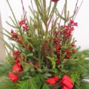 Mixed evergreen container.