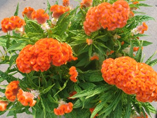 Orange flowers.