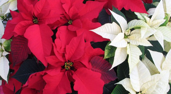 Red and white poinsettias.