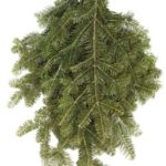 balsam fir