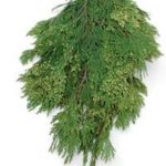 incense cedar 