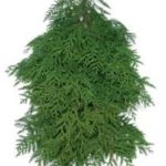 western cedar