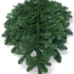 noble fir