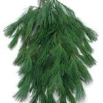 princess pine