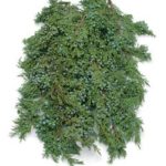 juniper bough