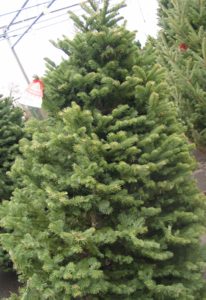 xmastreedouglasfir