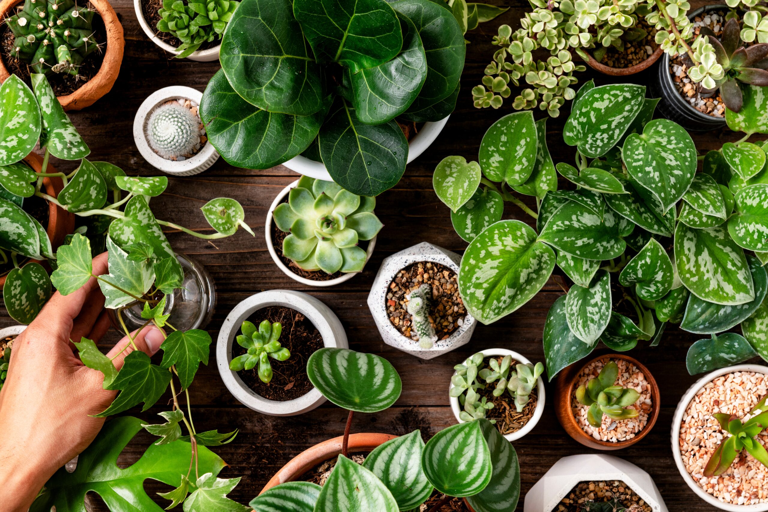 A table of succulents.