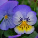 Blue and yellow flowers.