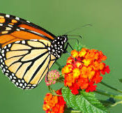 Monarch butterfly on a flower.