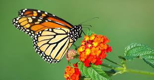 Monarch butterfly on a flower.
