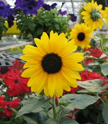 Sunflowers.