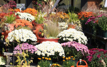 fall mums for sale