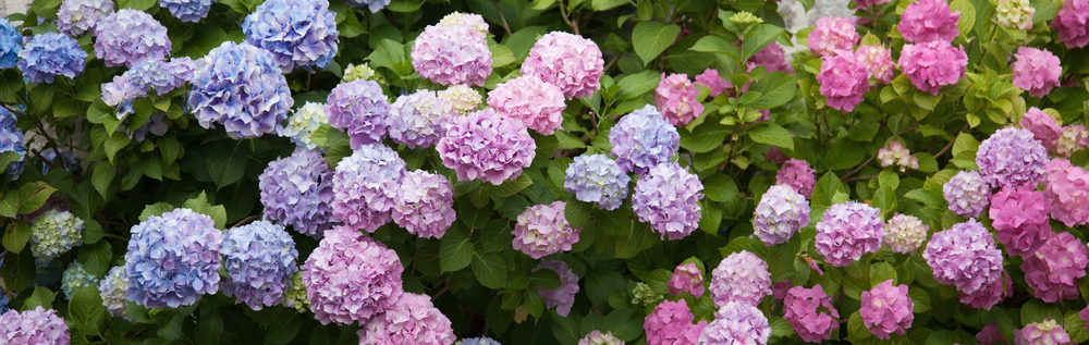 Hydrangeas.