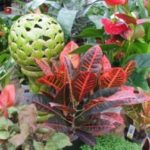 Plants in a greenhouse.