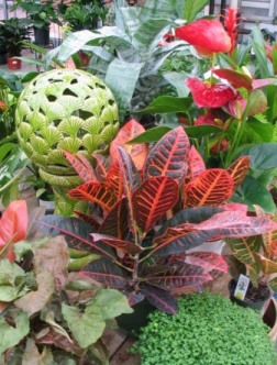 Plants in a greenhouse.