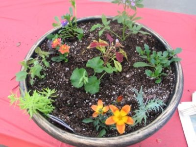 Patio container planting workshop.