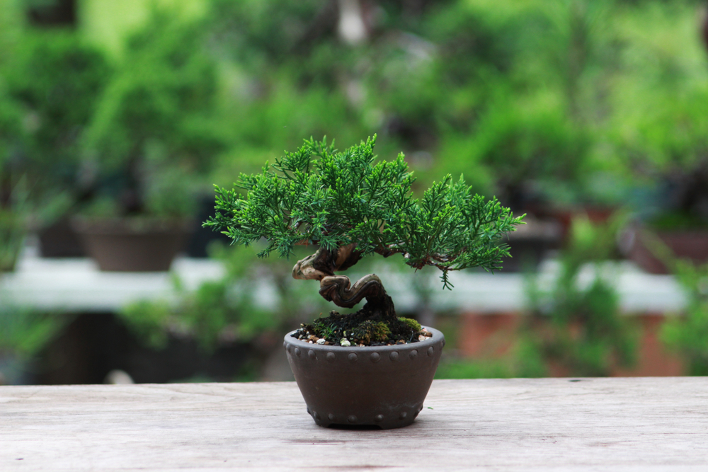 Bonsai tree.