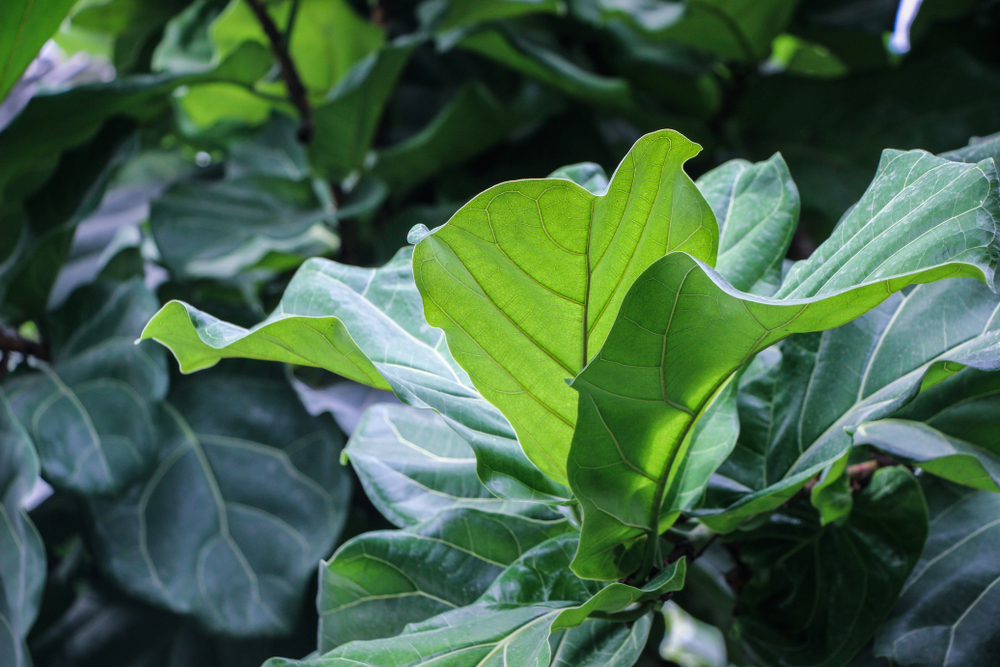 fiddle leaf fig tree