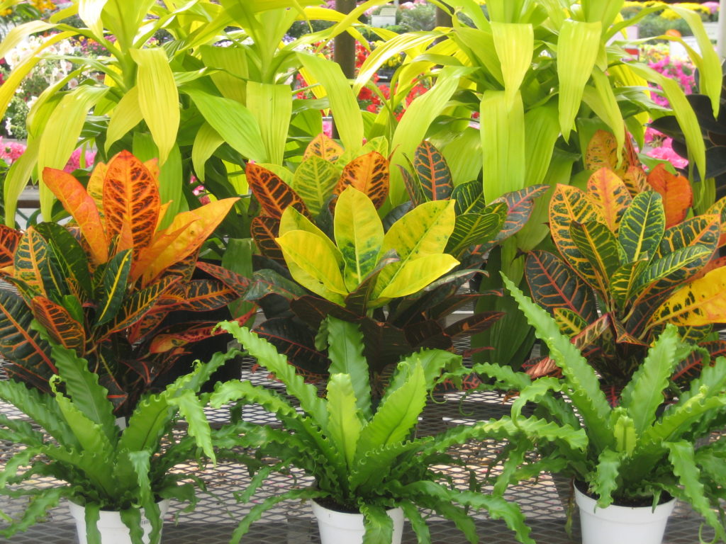 Garden Center Plants & Products MN Wagners Greenhouses