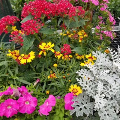 Colorful summer plants.