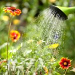 A watering can watering flowers.