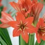 Orange Amaryllis flowers.