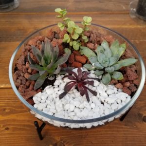Succulents in a glass bowl.