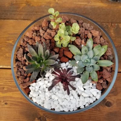 Succulents in a glass bowl.