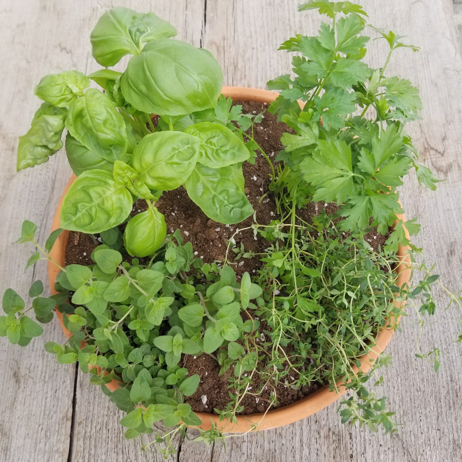 DIY Herb Bowl Planting Wagners