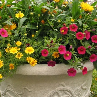 Colorful flowers in a ceramic pot.