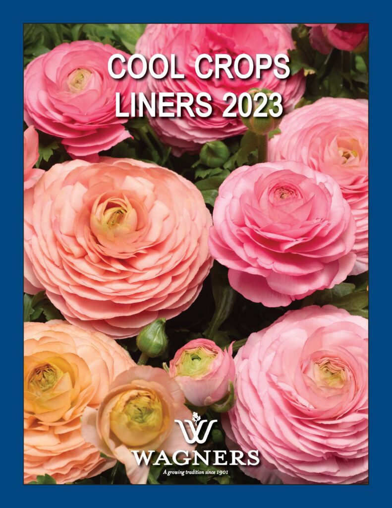 Flower Plugs Wholesale Plant Plugs Wagners Greenhouses