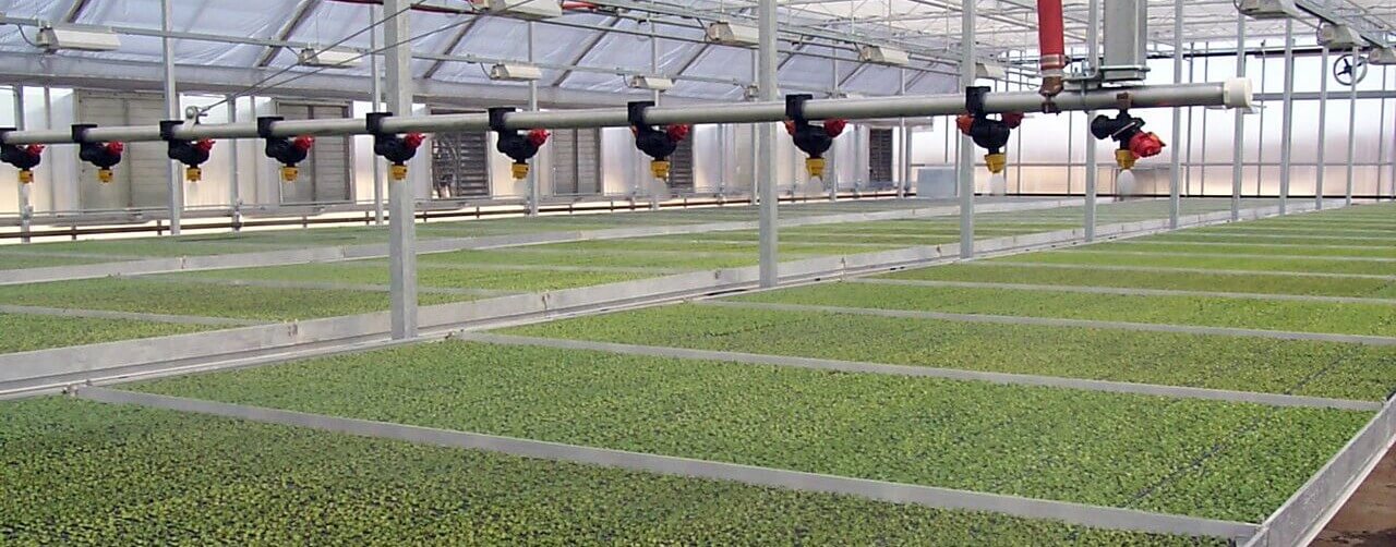 Flower Plugs Wholesale Plant Plugs Wagners Greenhouses