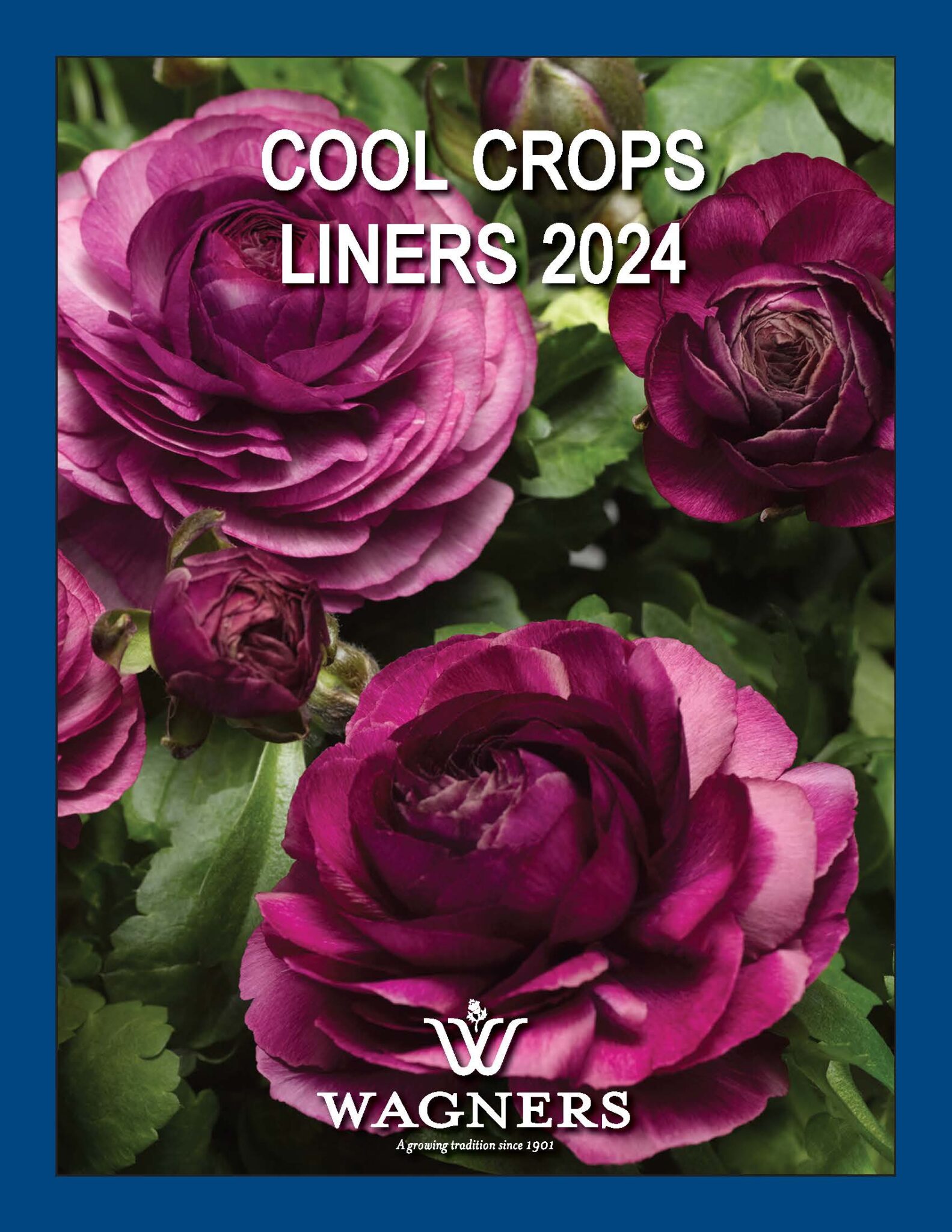 Flower Plugs Wholesale Plant Plugs Wagners Greenhouses