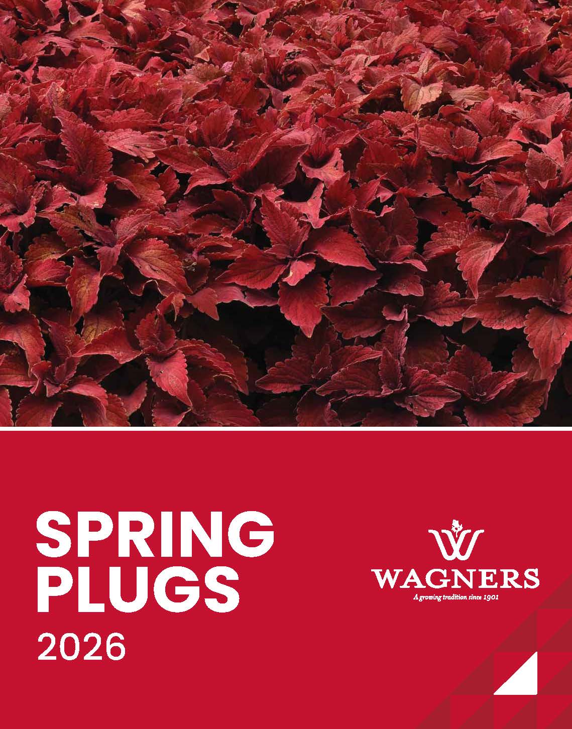 Flower Plugs | Wholesale Plant Plugs | Wagners Greenhouses