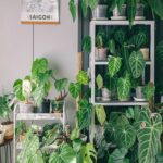 healthy houseplants in a modern living room