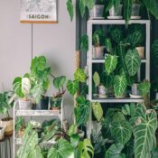 healthy houseplants in a modern living room