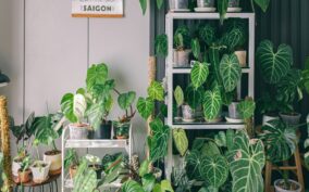 healthy houseplants in a modern living room
