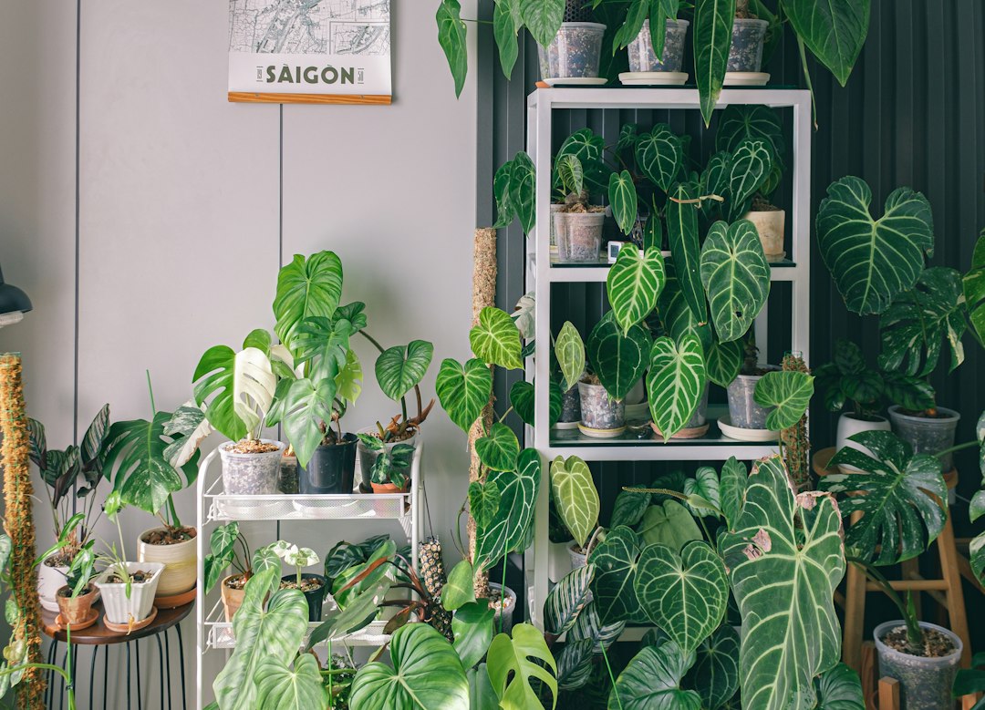 healthy houseplants in a modern living room